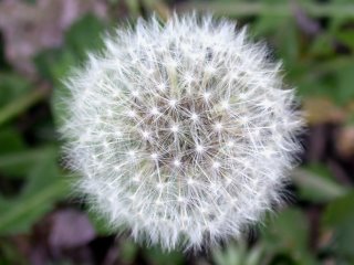 Blowin in the digital wind